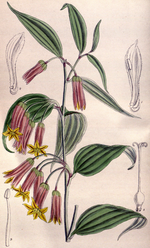 Disporum_cantoniense