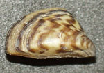 Dreissena_polymorpha