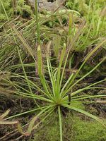 Drosera_capensis