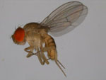 Drosophila_albomicans