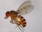 Drosophila_americana