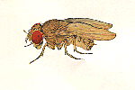 Drosophila_ananassae_TSC_14024_0371_13