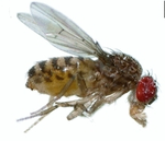 Drosophila_arizonae