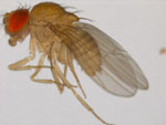 Drosophila_bipectinata