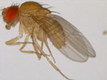 Drosophila_bipectinata_IND_DBP_U14