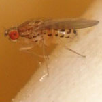 Drosophila_busckii