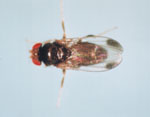 Drosophila_elegans