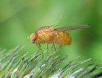 Drosophila_ercepeae