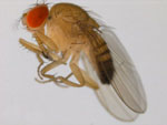 Drosophila_ficusphila