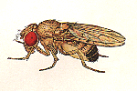 Drosophila_fuyamai