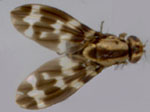 Drosophila_grimshawi_TSC_15287_2541_00