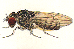 Drosophila_hydei