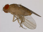 Drosophila_kikkawai