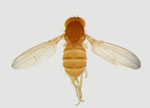 Drosophila_malerkotliana_malerkotliana