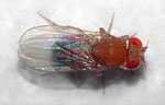 Drosophila_malerkotliana_pallens