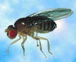 Drosophila_melanogaster