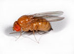 Drosophila_merina