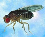 Drosophila_miranda