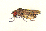 Drosophila_mojavensis_TSC_15081_1352_22