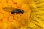 Drosophila_obscura_14011_0151_01