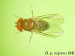 Drosophila_pseudoananassae_nigrens