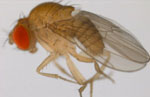 Drosophila_pseudoananassae_pseudoananassae