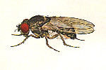 Drosophila_pseudoobscura