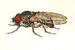 Drosophila_pseudoobscura_MV2_25