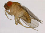 Drosophila_rhopaloa