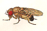 Drosophila_sechellia_Rob3c