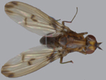 Drosophila_silvestris