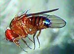 Drosophila_simulans_str__M252