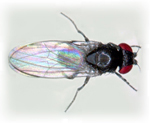 Drosophila_subobscura