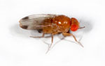 Drosophila_suzukii