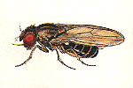 Drosophila_virilis_TSC_15010_1051_87