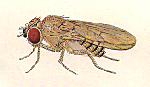 Drosophila_willistoni_TSC_14030_0811_24