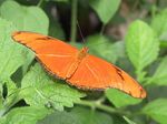 Dryas_iulia