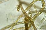 Ectocarpus_variabilis