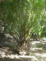 Elaeis_guineensis_cultivar_Jacq