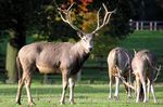 Elaphurus_davidianus_breed_Woburn_Abbey