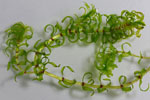 Elodea_nuttallii