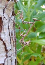 Empusa_pennata