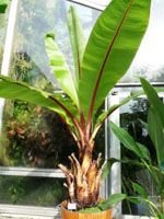 Ensete_ventricosum