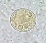 Entamoeba_terrapinae