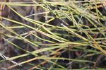 Ephedra_trifurca