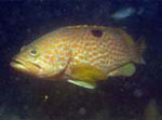 Epinephelus_akaara