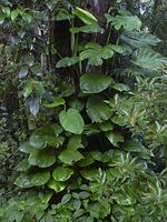 Epipremnum_aureum