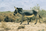 Equus_asinus