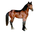 Equus_caballus