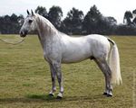 Equus_caballus_breed_Lipizzan